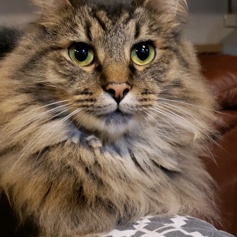 Meet your Posher, Misty